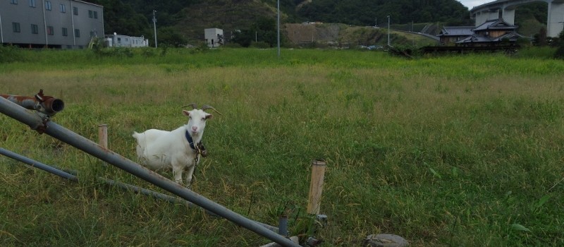 おやさいた